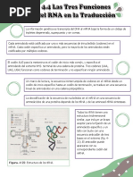 Resumen Capitulo 4.4 de Lodish