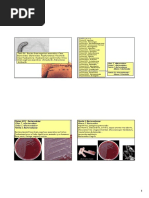 Bacteroides