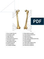 Resume Anatomi Ekstremitas 2