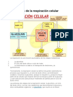 Las Etapas de La Respiración Celular