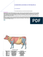 Identificacion de Las Regiones Anatomicas Topograficas