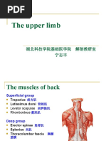 The Upper Limb