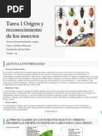 Tarea 1 Origen y Reconocimiento de Los Insectos 24