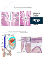 Resumen Semana 6 Histologia