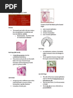 Enamel Developmental Stages of A Tooth