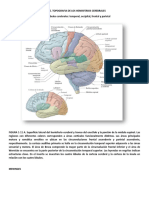 Guia 5 Topografia Cerebral