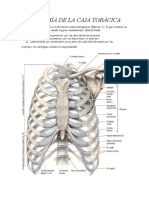 Anatomía de La Caja Torácica