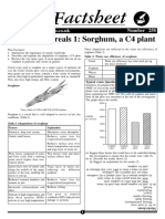 A258 Cereals C4 Plants