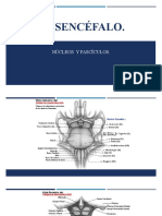 Tallo Cerebral Interno