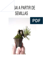 Bonsai A Partir de Semillas