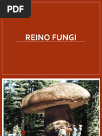 Reino Fungi