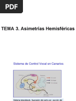 TEMA 3. Asímetrías y Lateralidad