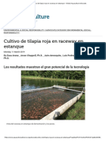 Cultivo de Tilapia Roja en Raceway en Estanque