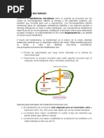 Metabolismo Bacteriano