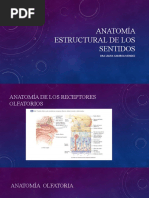 Anatomia Sentidos Especiales