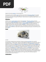 Skull European Wildcat: Diagram of The General of A Male Domestic Cat