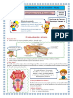 El Oído El Gusto y El Tacto para Tercero de Primaria