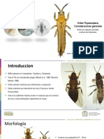 Thysanoptera 1presentacion