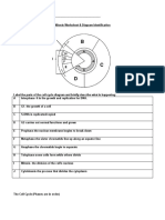 Mitosis Worksheet - Completed