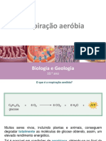 Respiração Aeróbica Bio