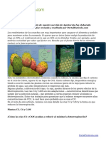 El Metabolismo de Las Plantas C3, C4, CAM y Su Incidencia en La Producción Vegetal