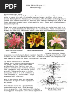 LILY BASICS - Part 2 - Morphology W Photos