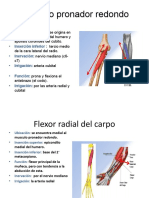 Musculos Del Antebrazo