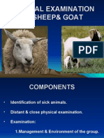 Cilinical Examination of Sheep& Goat