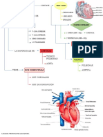 Desarrollo Del Corazòn