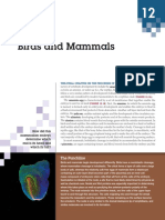 Birds and Mammals Embryo Development