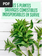 Apprendre Preparer Survivre 5 Plantes Sauvages Comestibles Indispensables en Survie