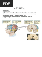 Introduction To Brain and Behavior