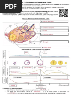 Schéma Cycle Reproducteur Femme SVT