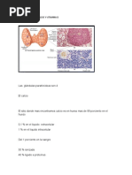 PARATHORMONA 2 Corte Endocrino