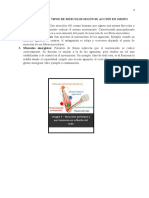 Clasificacion de Los Musculos Esqueleticos Según Accion