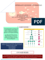 Ovogenesis, Espermatogenesis y Pubertad