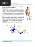 La Función de Relación y El Sistema Nervioso: Conceptos Clave