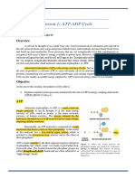 2Q Lesson 1 ATP-ADP Cycle