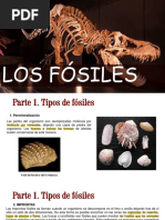 9° Laboratorios - Los Fósiles