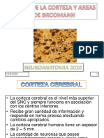 Capas de La Corteza y Areas de Brodmann