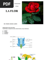 Practica 5 La Flor