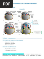 Sistema Osteomioarticular, Cavidades Corporales (Semana 11)