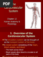 Cardiovascular System - Kd13