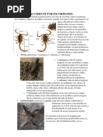 Accidente Por Escorpiones