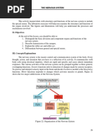 Manual Nervous System