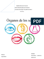 Organos de Los Sentidos, Anatomia