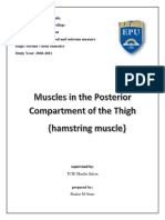 Hamstring Muscle