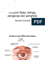 Mata, Telinga, Pengecap Dan Penghidu