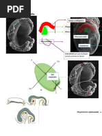 Embriologia Semana 14 Practica 3 2