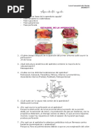 Apendicitis Aguda